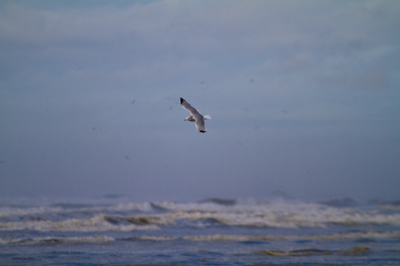 Gull In Flight